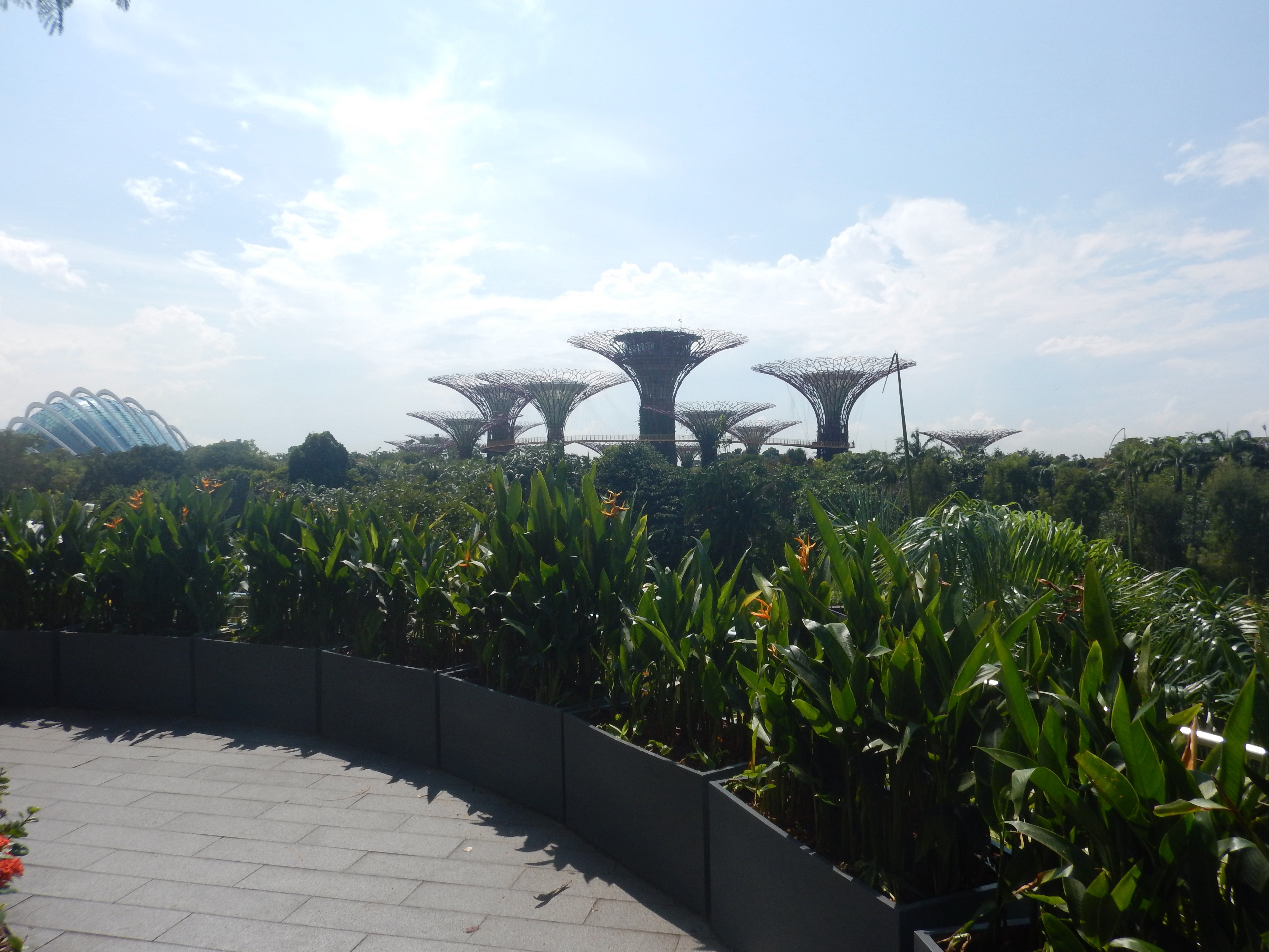 Gardens by the Bay SuperTrees