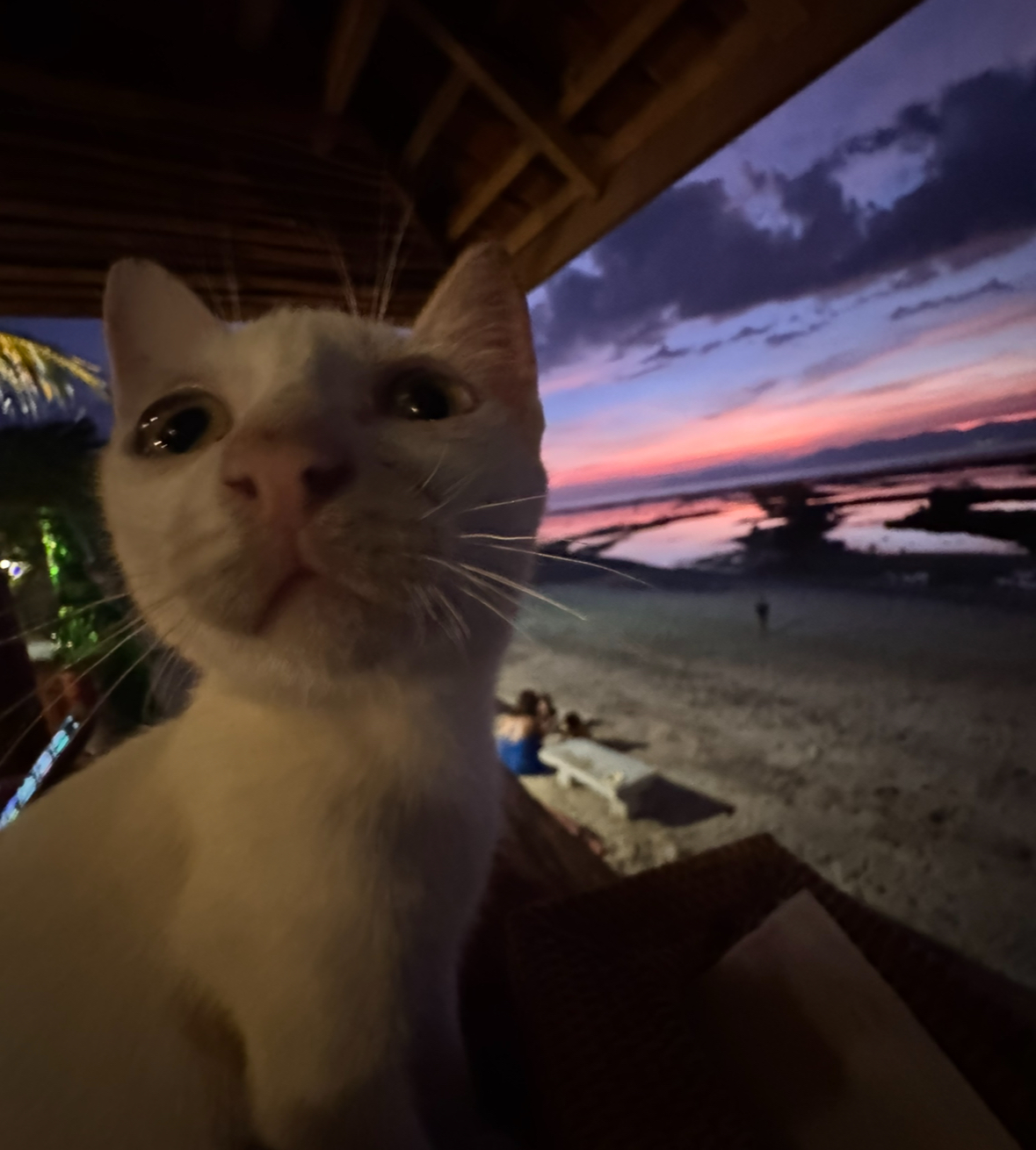 A curious cat at Ali’s